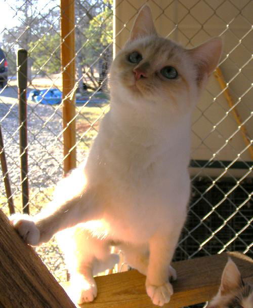Cinnamon
