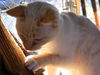Cinnamon