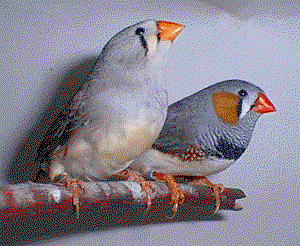 Finches