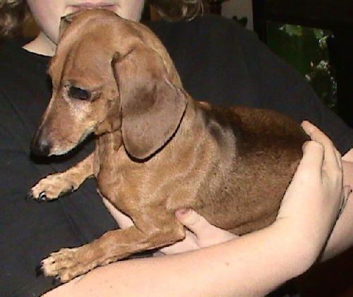 Cinnamon