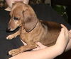 Cinnamon