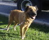 Dolly