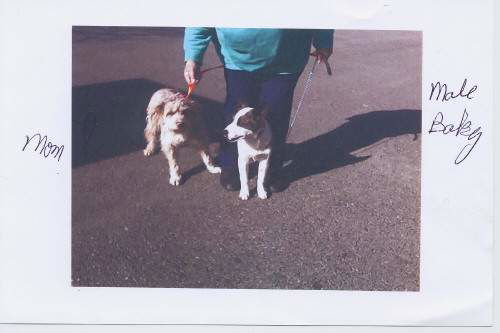 Puppies 1 and 2