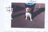 Puppies 1 and 2