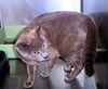 Carmie