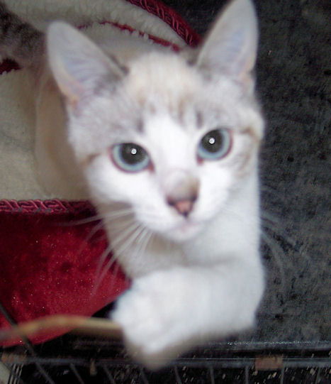 Jessie