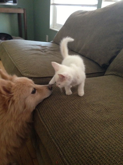 Purfection