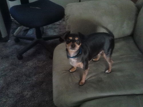 Dexter