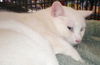 Casper