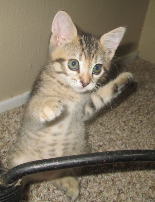 Nutmeg