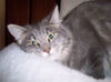 Doodlebug
