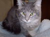 Doodlebug