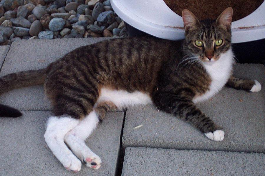 adoptable Cat in Redding, CA named Meatball