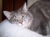 Doodlebug