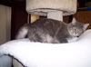 Doodlebug