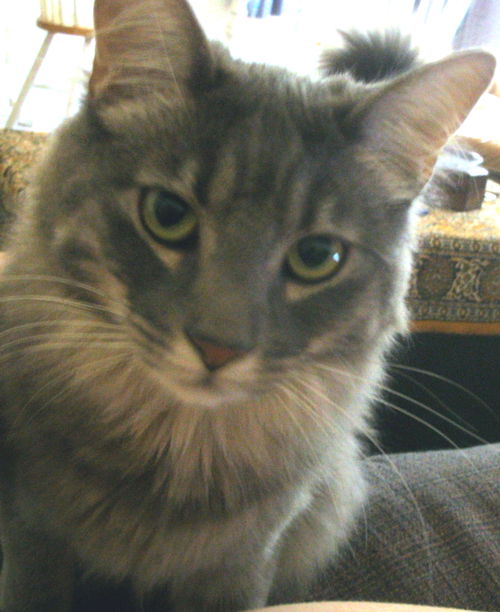 Doodlebug