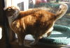 Gilda