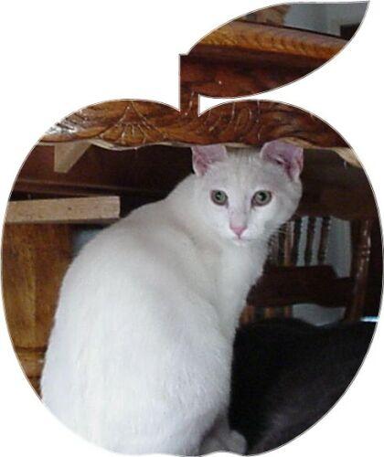 Casper