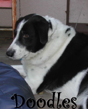 Doodles-LOVES CATS