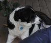 Doodles-LOVES CATS