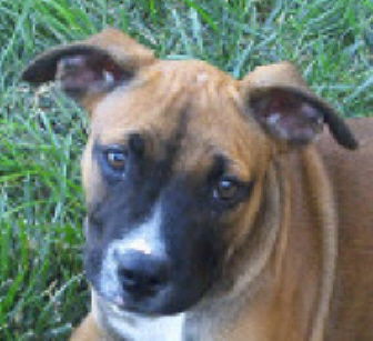 DOZER-Sweet Baby