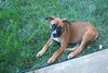 DOZER-Sweet Baby