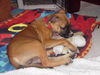 DOZER-Sweet Baby
