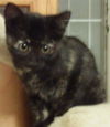 Pixie