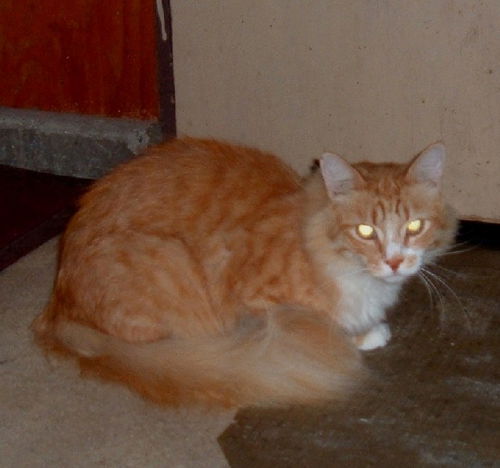 Cat
