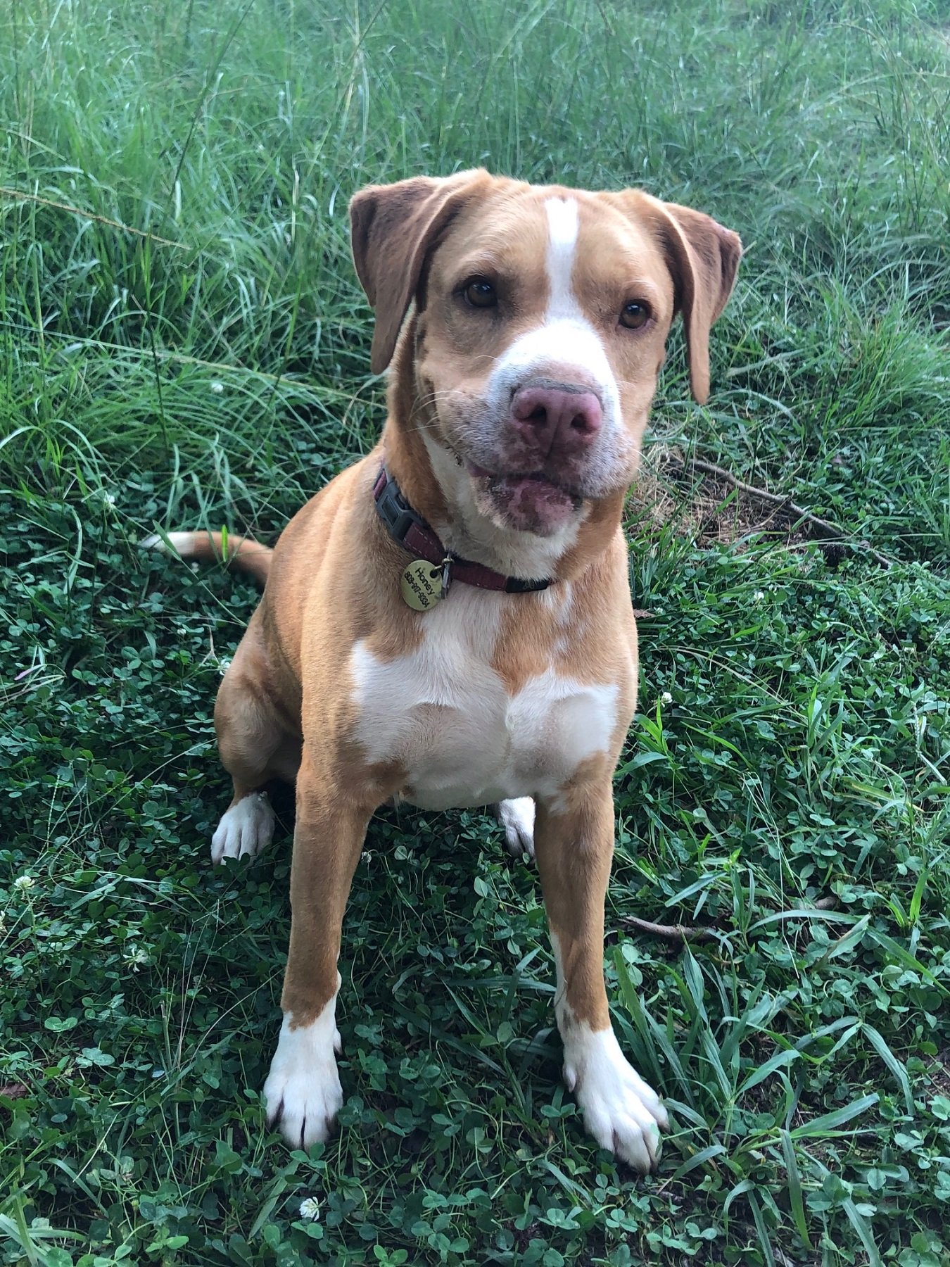 adoptable Dog in West Columbia, SC named Honey