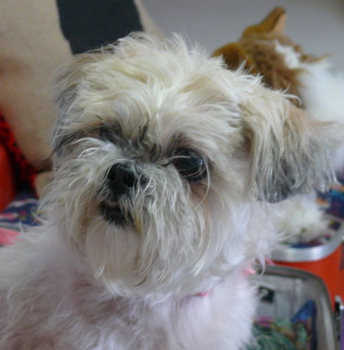 Muffiin