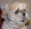 Muffiin
