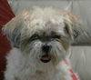Muffiin