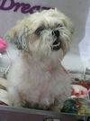 Muffiin