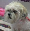 Muffiin