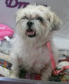 Muffiin