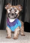 Yorkie poo puppy/adopted!