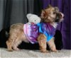Yorkie poo puppy/adopted!