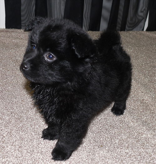 Pomeranian Puppy!