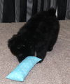 Pomeranian Puppy!