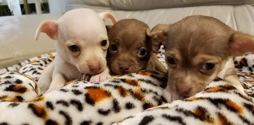 Chihuahua puppies!