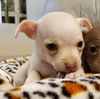 Chihuahua puppies!