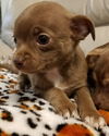 Chihuahua puppies!