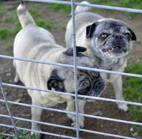 PUGSLEY AND PEACHY