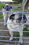 PUGSLEY AND PEACHY