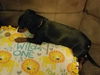 Missy
