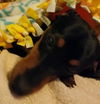 Missy