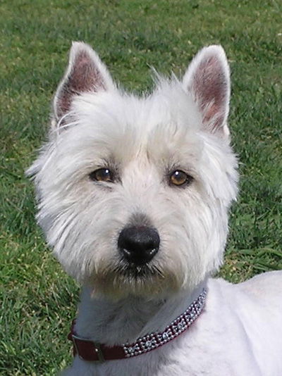 MURPHY