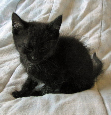 Minou