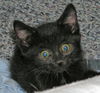 Minou